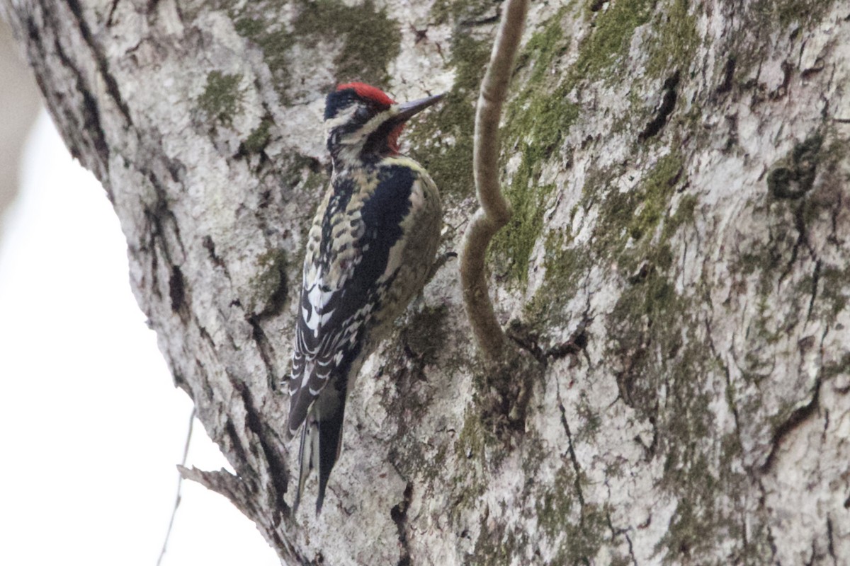 Yellow-bellied Sapsucker - ML615007897