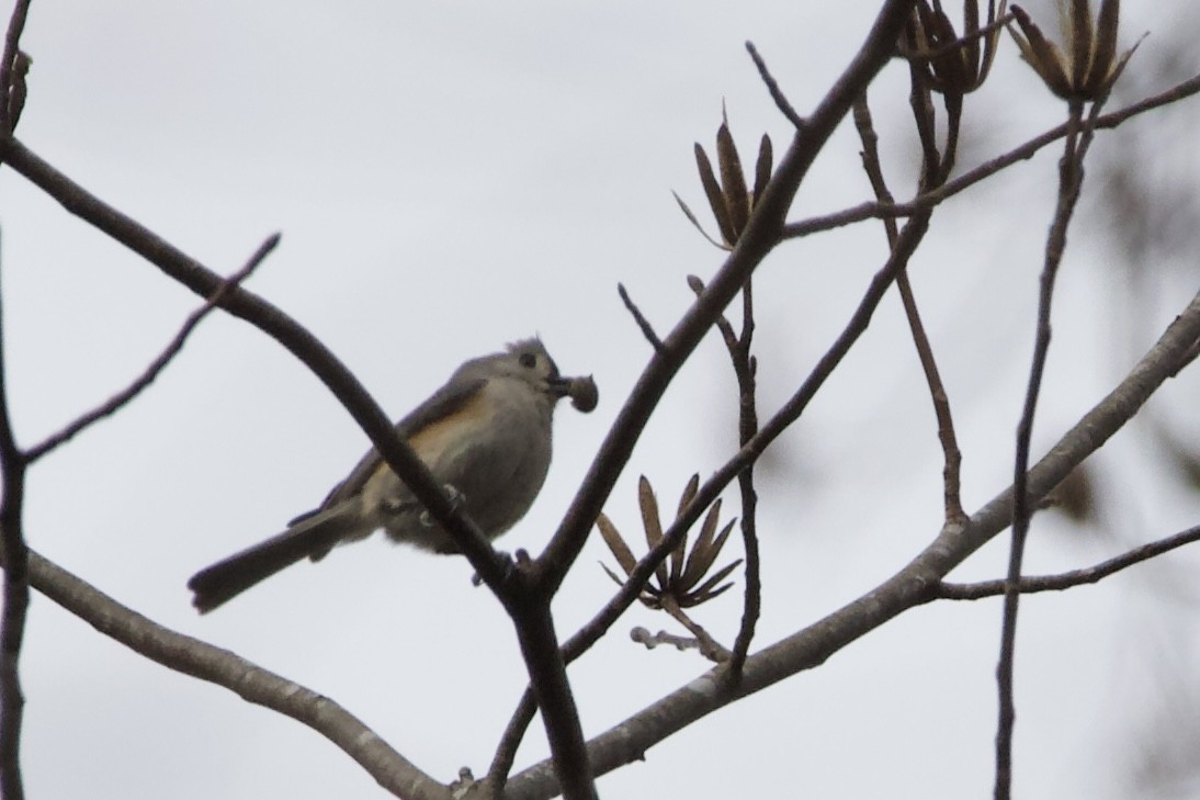 Tufted Titmouse - ML615007923