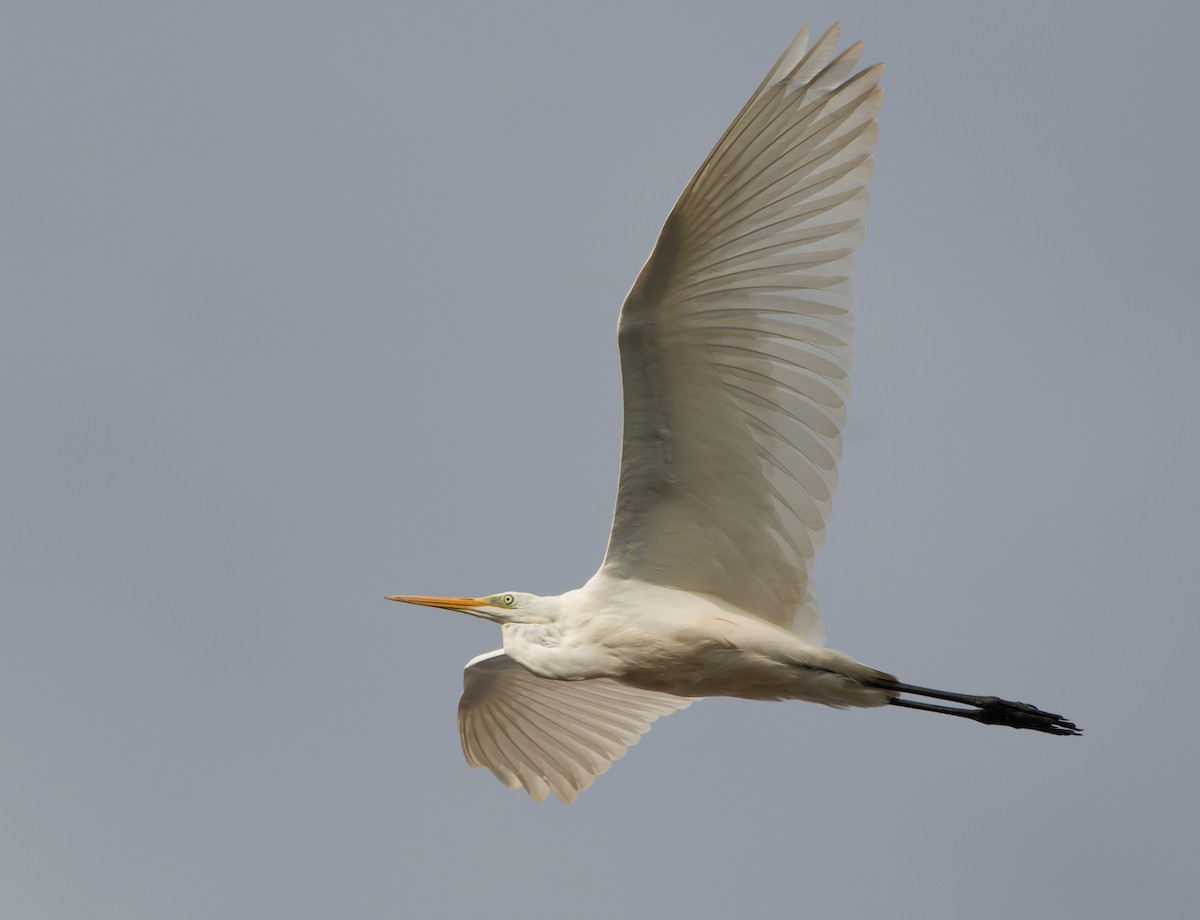 Great Egret - Jacob Spinks