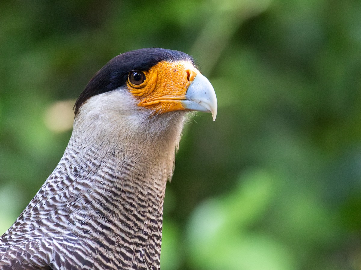 Crested Caracara (Southern) - ML615007975