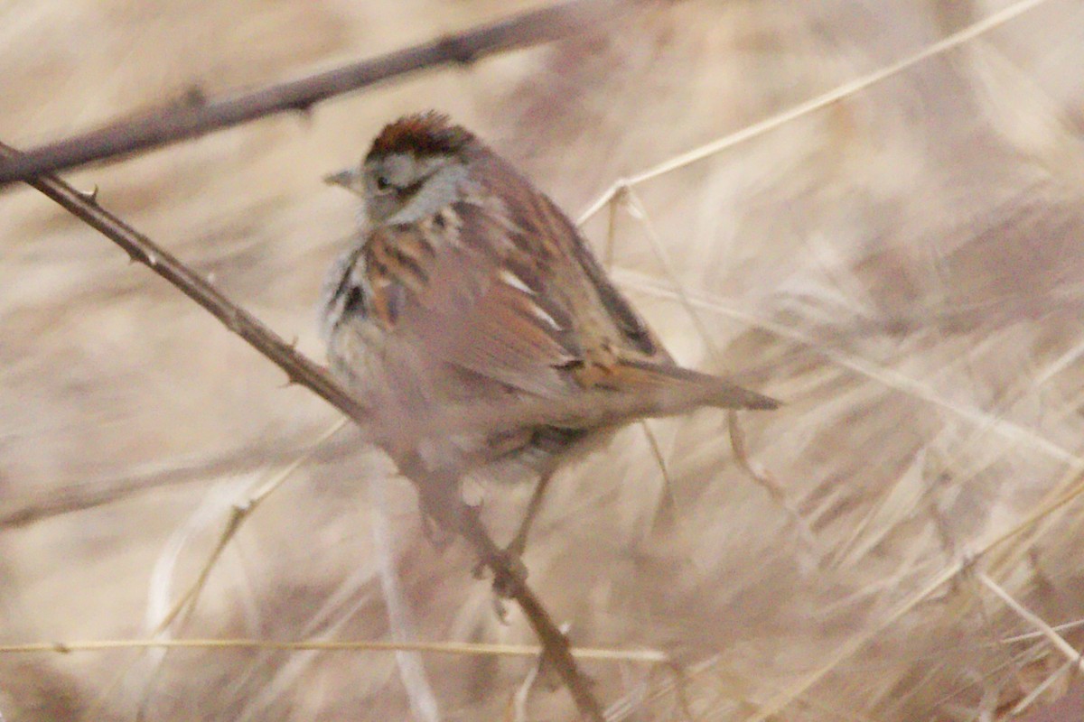 Swamp Sparrow - ML615007980