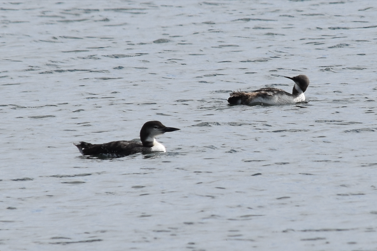 Pacific Loon - ML615008008