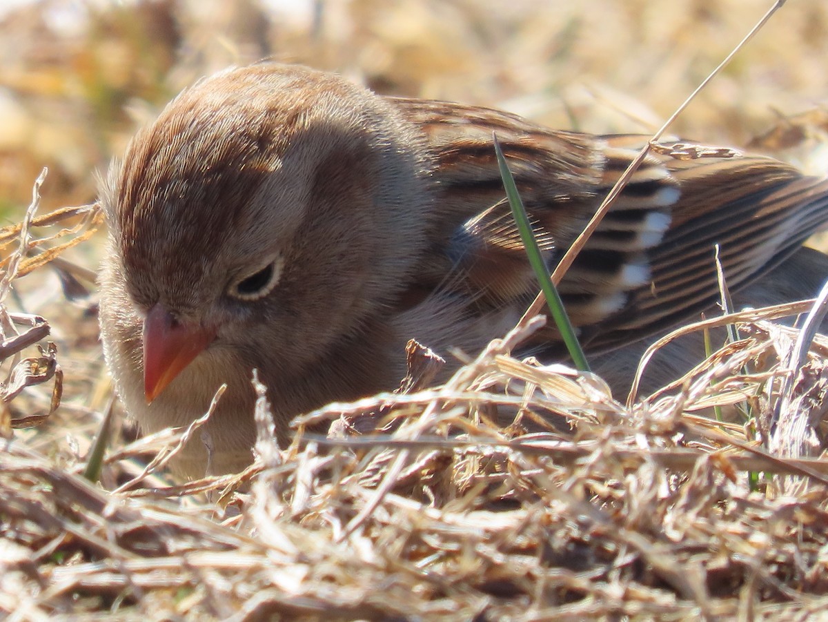 Field Sparrow - Barbara Mansell