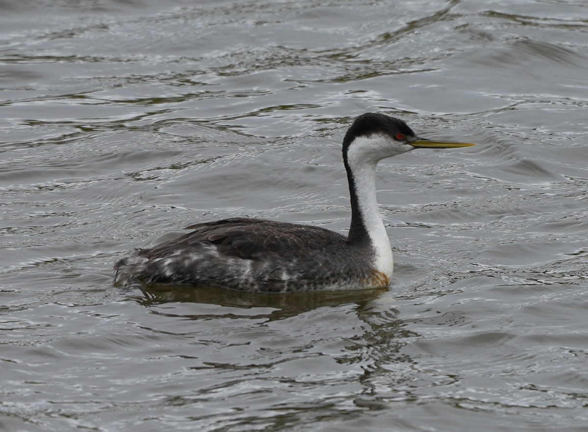 Western Grebe - ML615008087