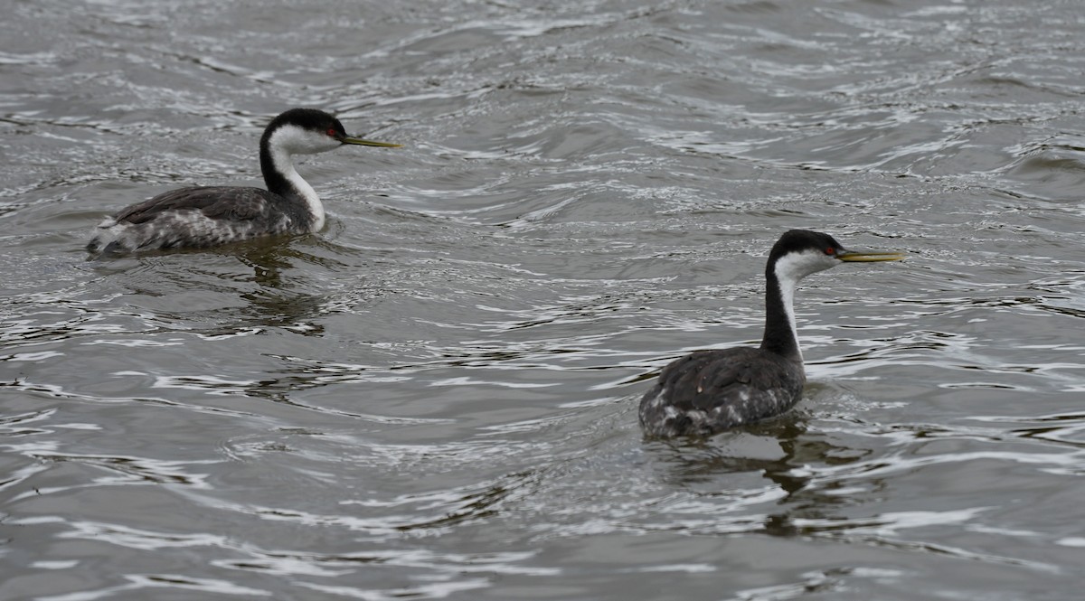 Western Grebe - ML615008088