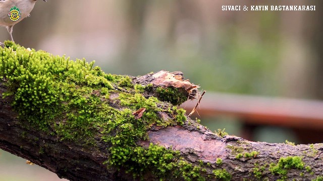 Mésange nonnette - ML615008101