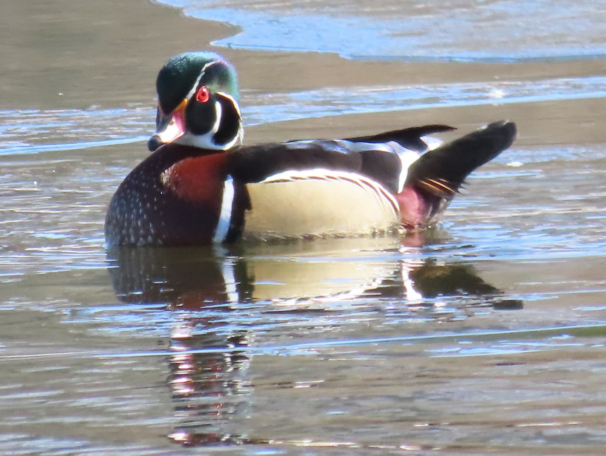 Wood Duck - ML615008112