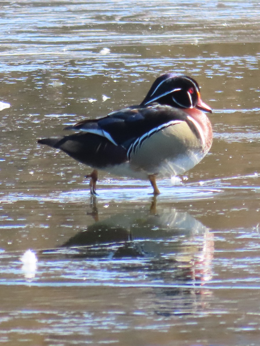 Wood Duck - ML615008120