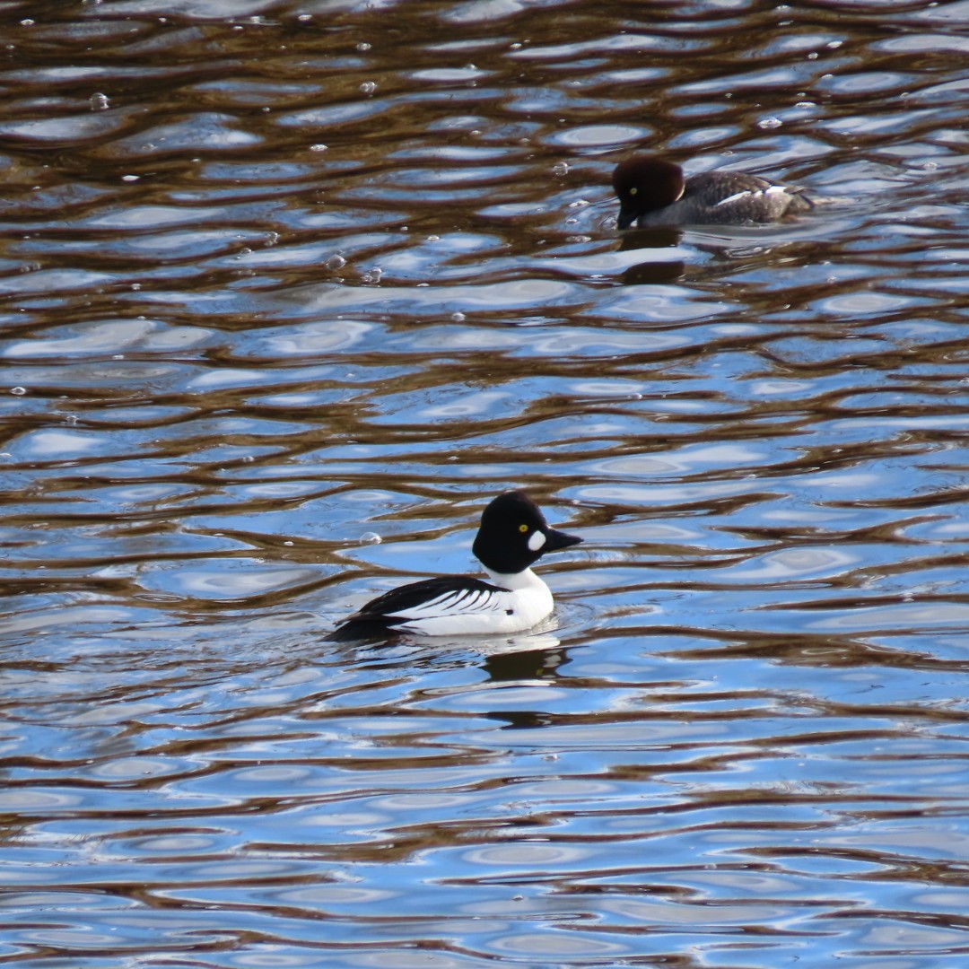 Common Goldeneye - Erin Watson