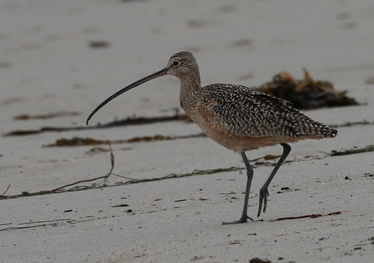 Long-billed Curlew - ML615008150