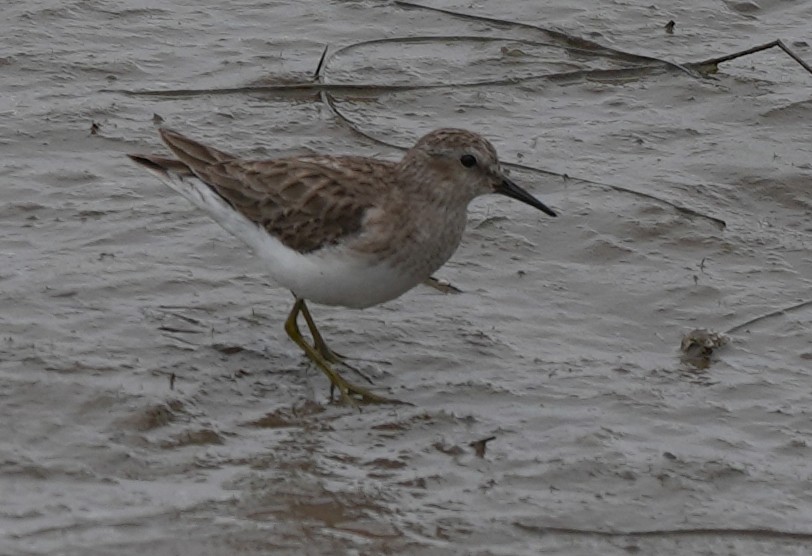 Least Sandpiper - ML615008157