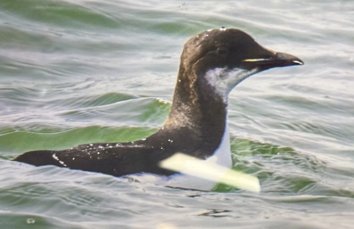 Кайра товстодзьоба - ML615008162