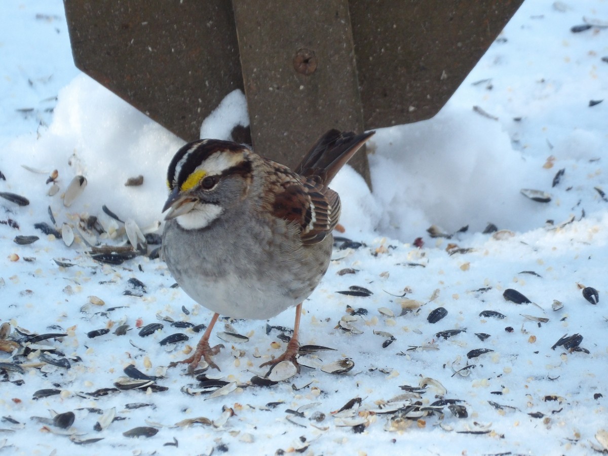 White-throated Sparrow - Kathy Rickey