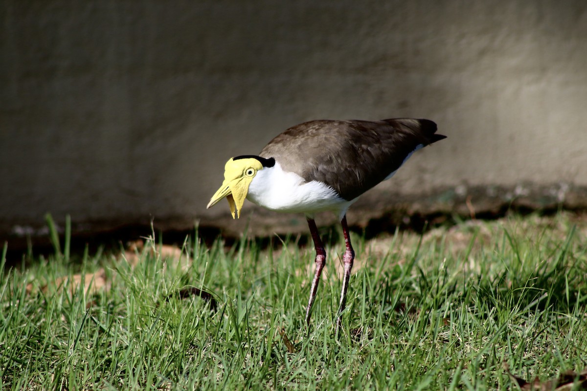 Masked Lapwing - Cynthia Rice