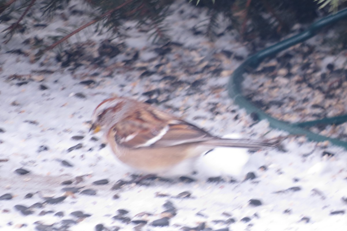 American Tree Sparrow - ML615008393