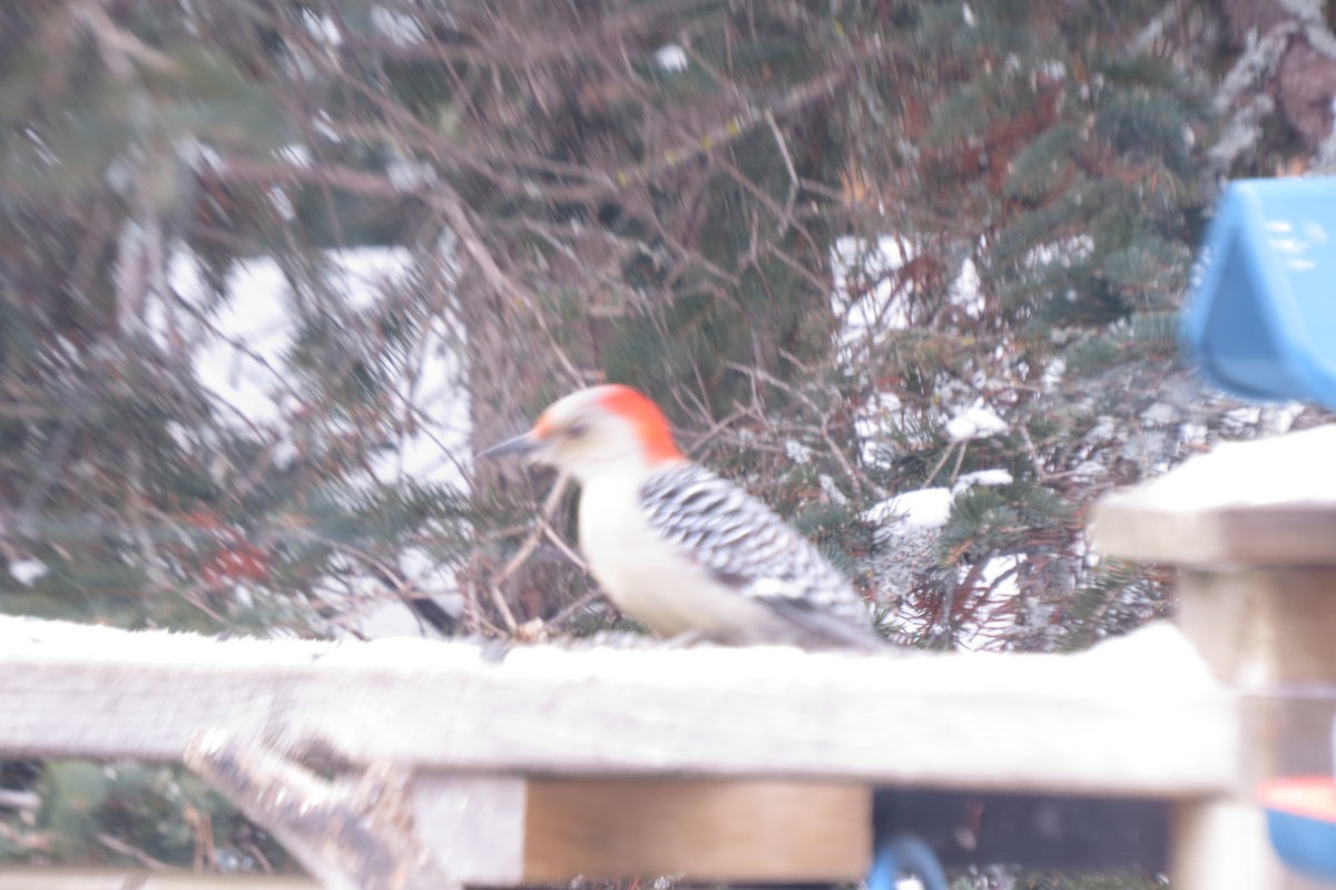 Red-bellied Woodpecker - ML615008411