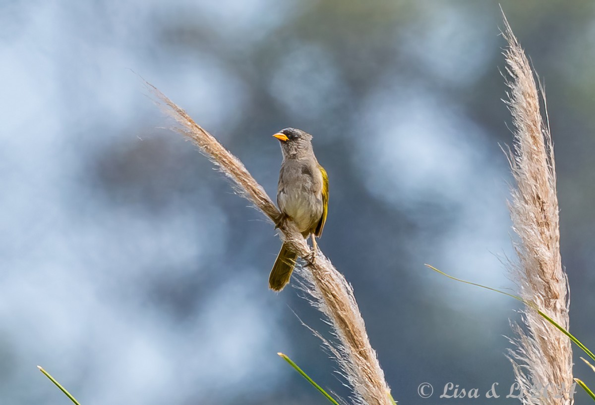 Great Pampa-Finch (Eastern) - ML615008441