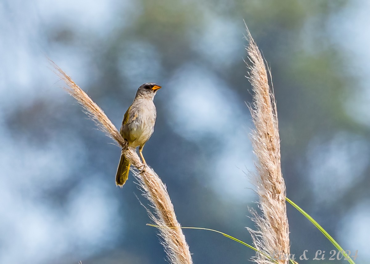 ソウゲンノジコ（platensis） - ML615008442