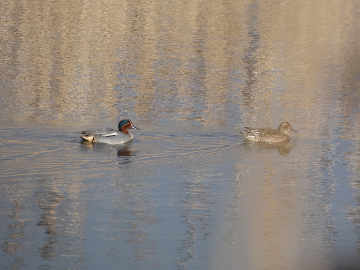 Green-winged Teal (Eurasian) - ML615008464