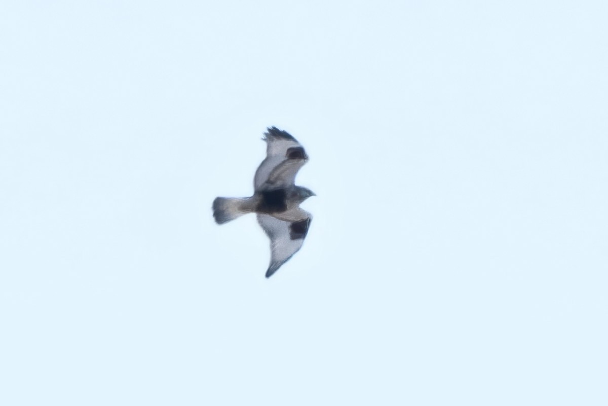 Rough-legged Hawk - ML615008469