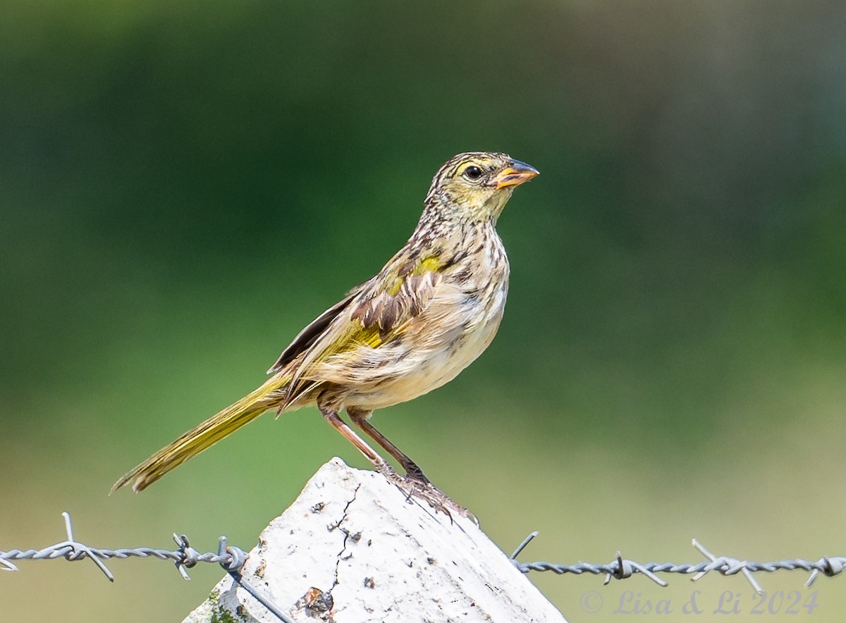 Great Pampa-Finch (Eastern) - ML615008485