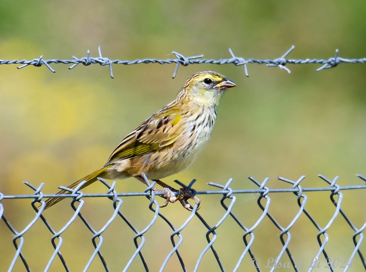 ソウゲンノジコ（platensis） - ML615008487