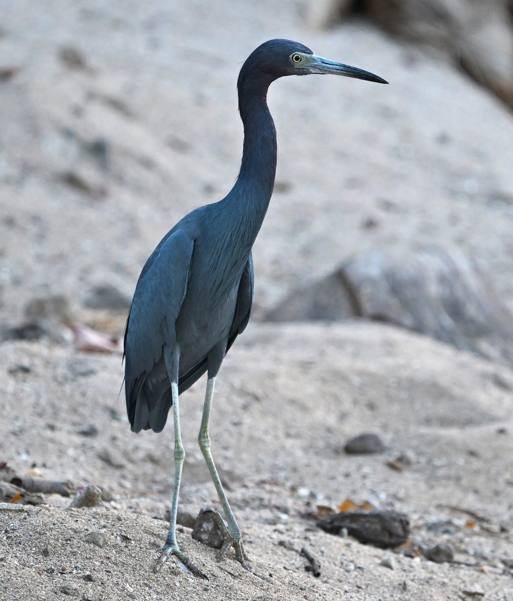 Little Blue Heron - Alan Sankey  COHL