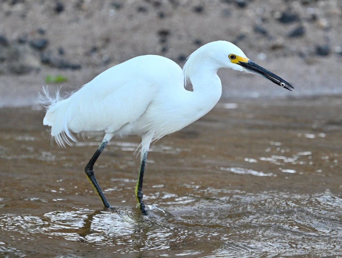 Snowy Egret - ML615008588