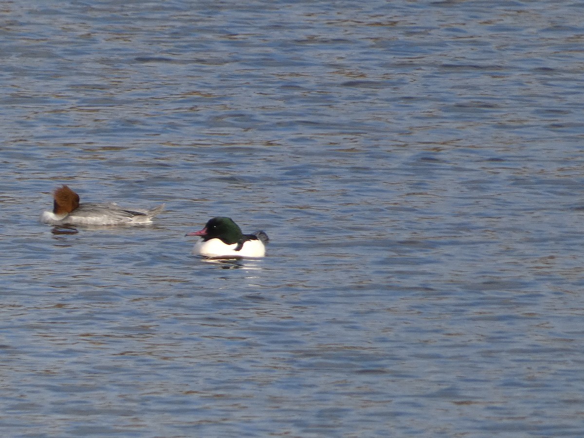 Common Merganser - Mike Tuer