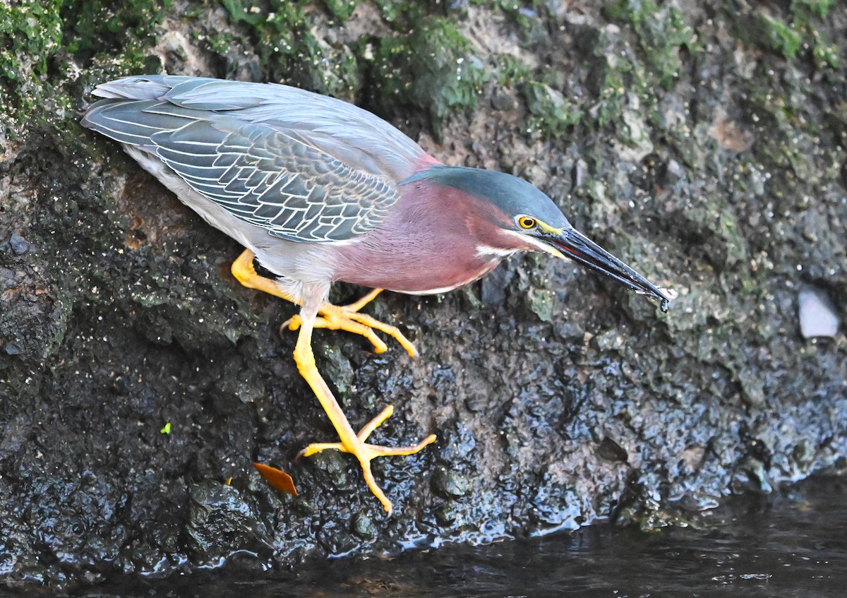 Green Heron - ML615008600