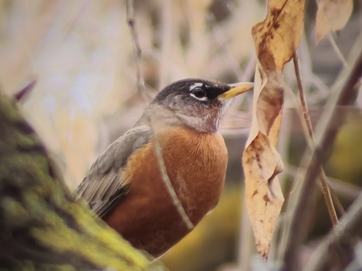 American Robin - Glenn McRae