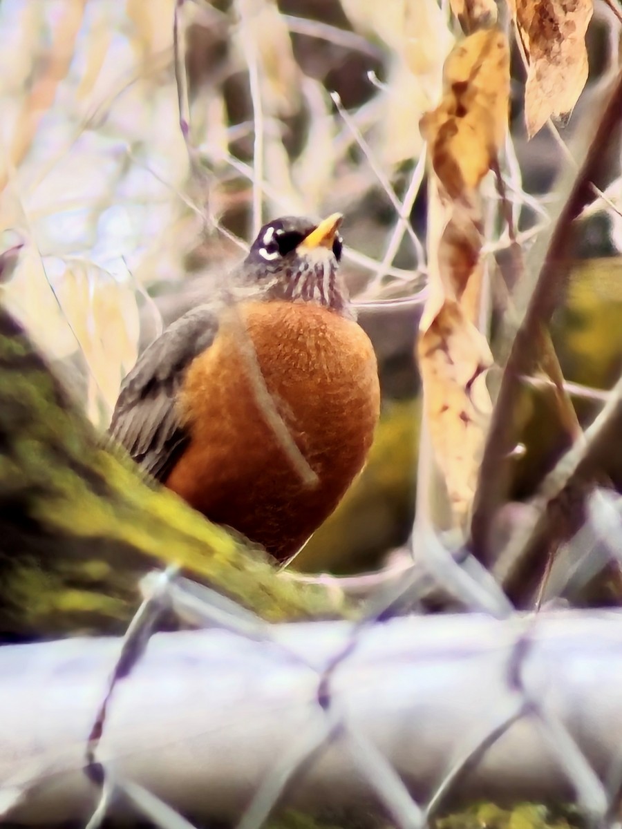 American Robin - ML615008629