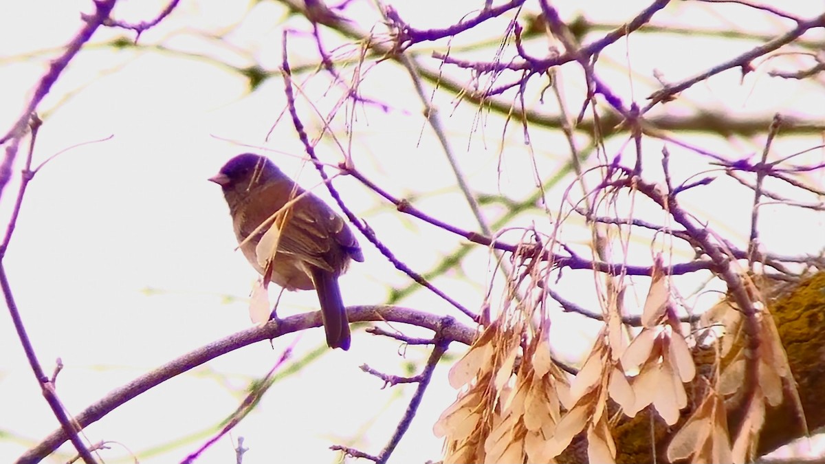 Junco ardoisé (groupe oreganus) - ML615008642