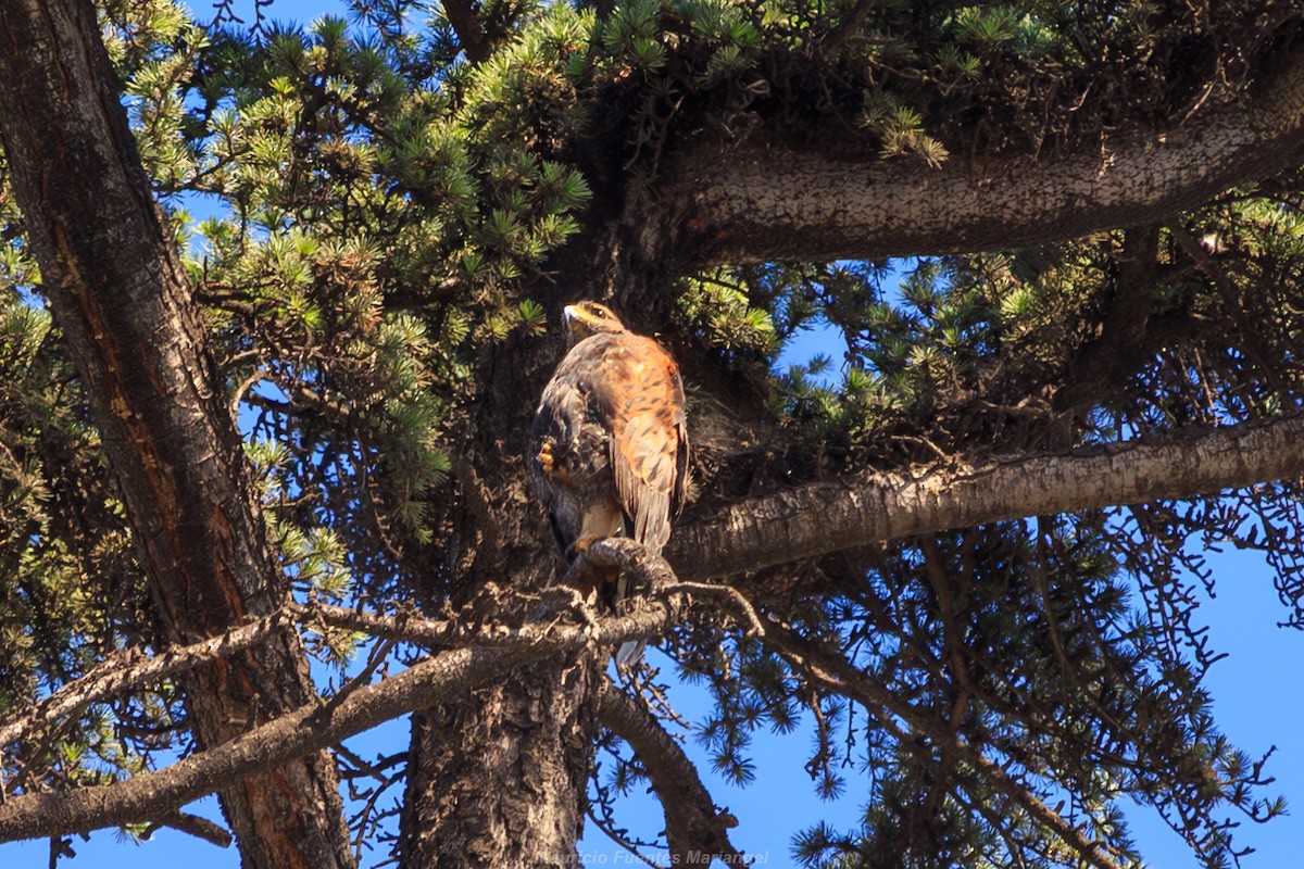 Harris's Hawk - ML615008687