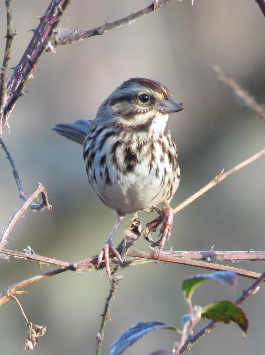 Song Sparrow - ML615008741