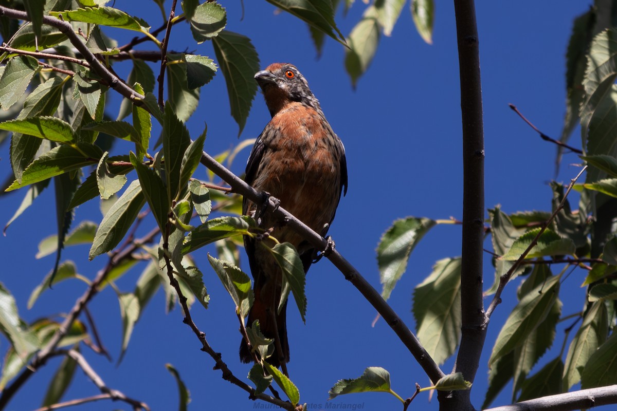 Rufous-tailed Plantcutter - ML615008770