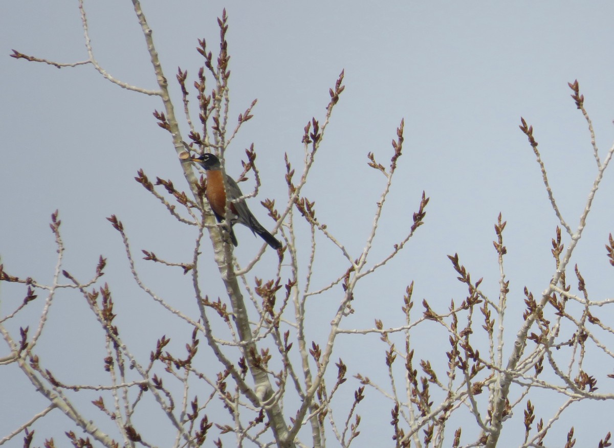 American Robin - ML615008808