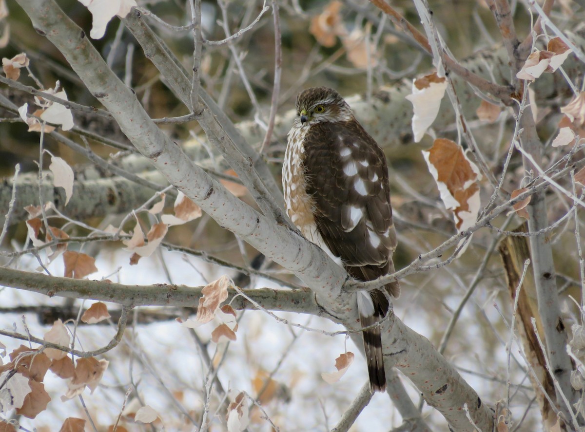 Sharp-shinned Hawk - ML615008819