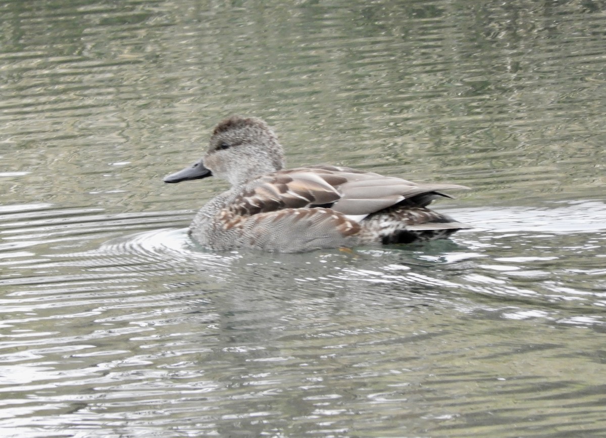 Gadwall - ML615008821