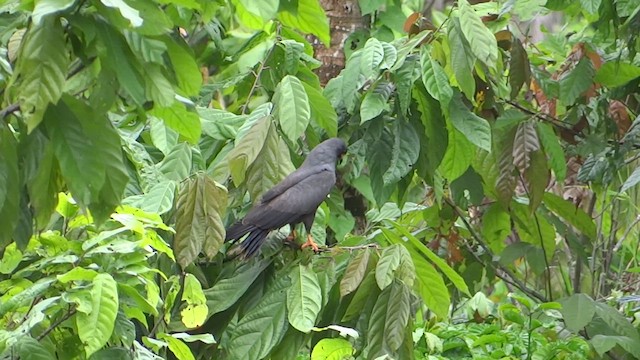 Snail Kite - ML615008824