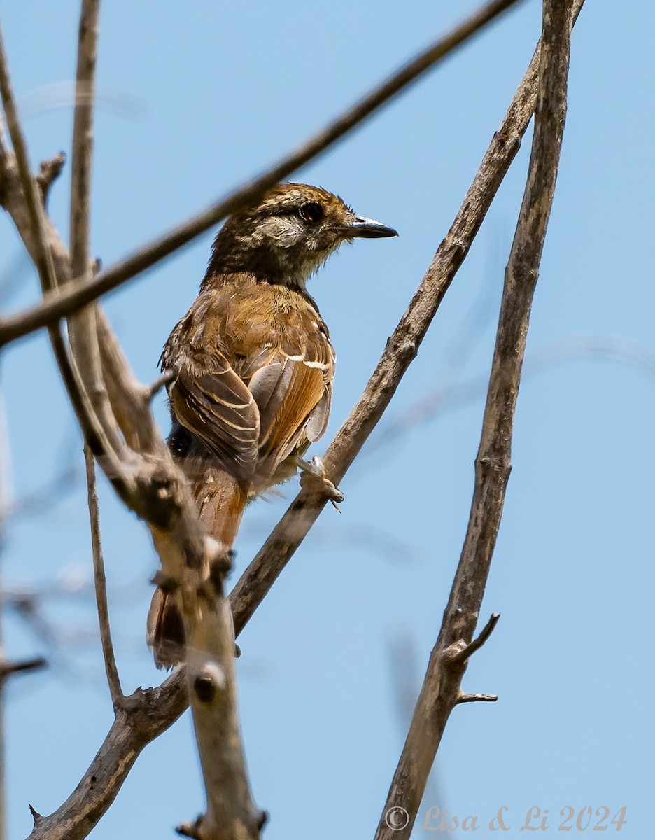 Rufous-capped Antshrike (Southern) - ML615008871