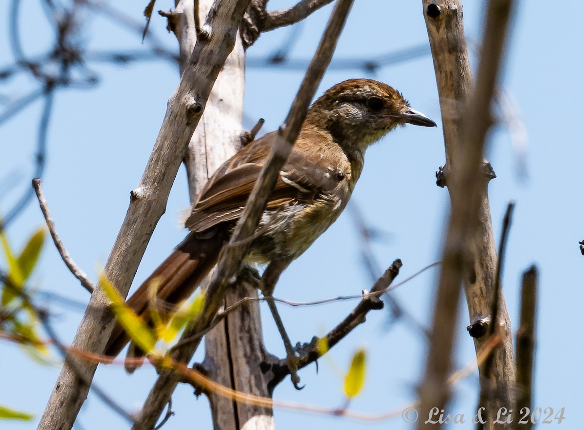 Rufous-capped Antshrike (Southern) - ML615008872