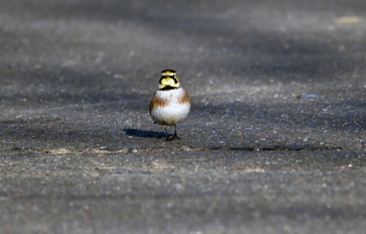 Horned Lark - ML615008974