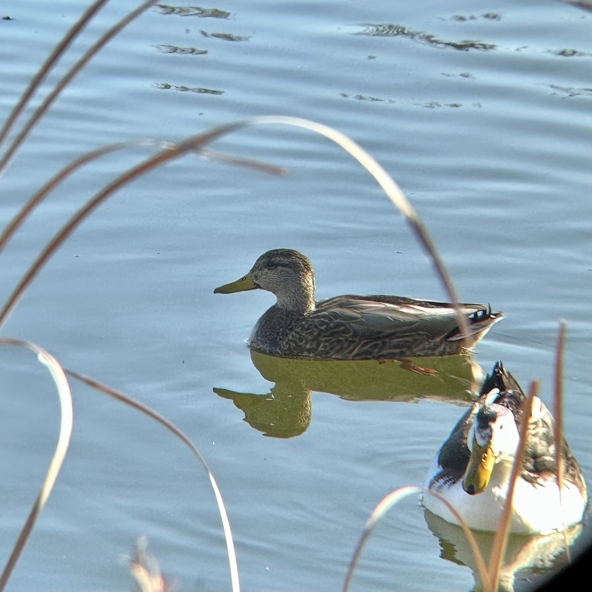 Mallard x Mexican Duck (hybrid) - Clarissa Chipman