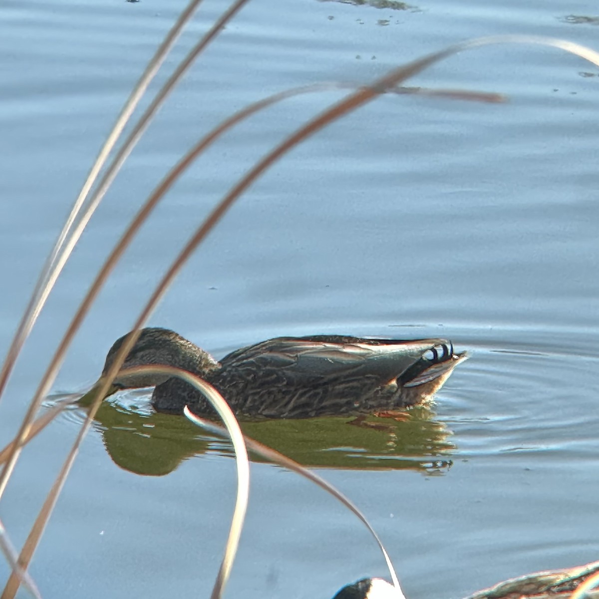 Mallard x Mexican Duck (hybrid) - Clarissa Chipman