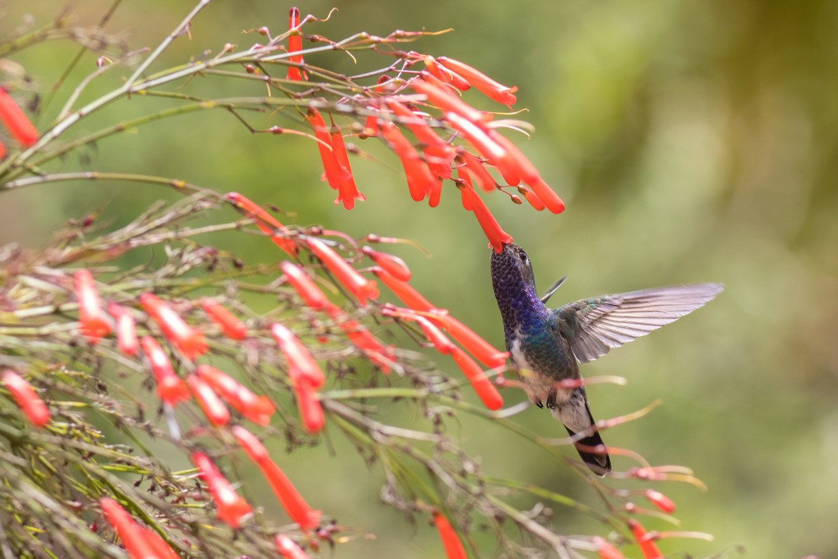 kolibřík safírový - ML615009012