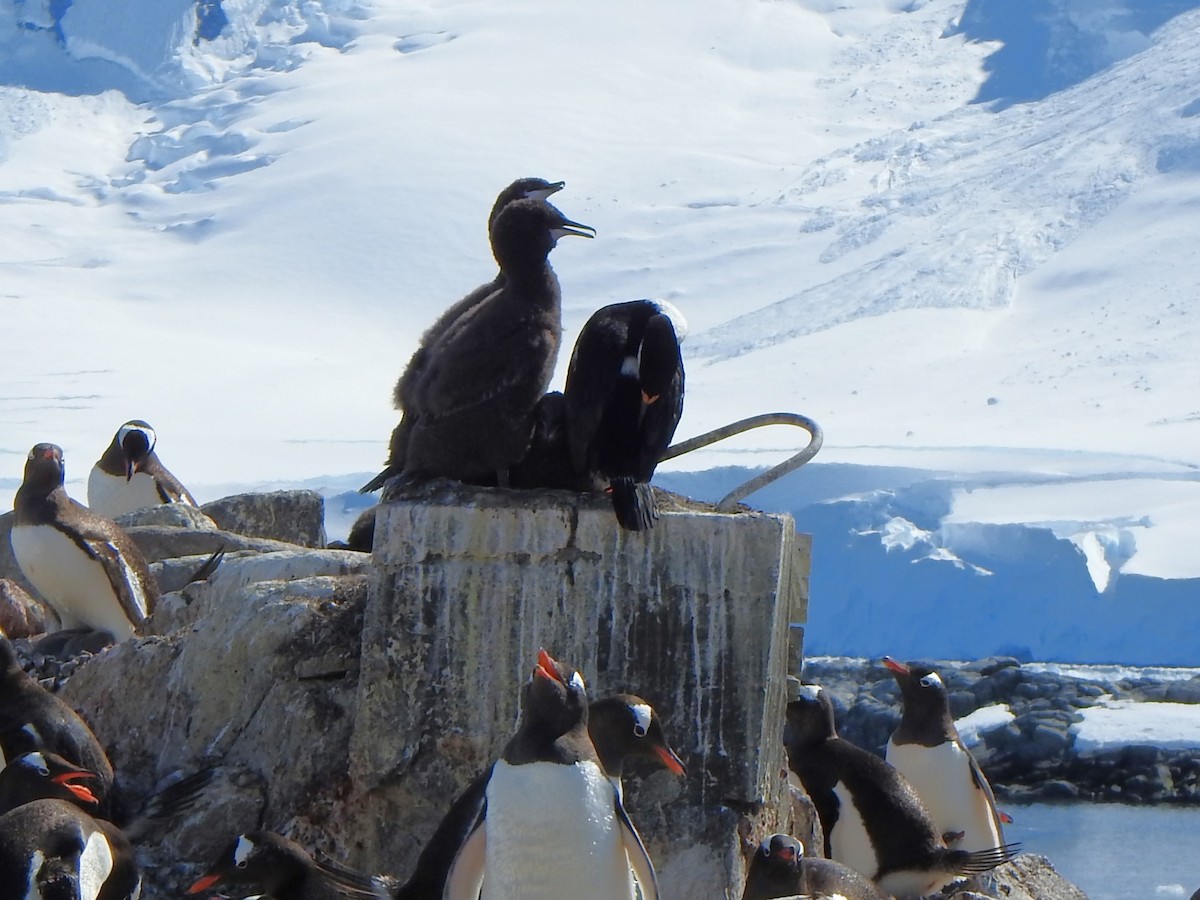 Antarctic Shag - Anna Stalcup