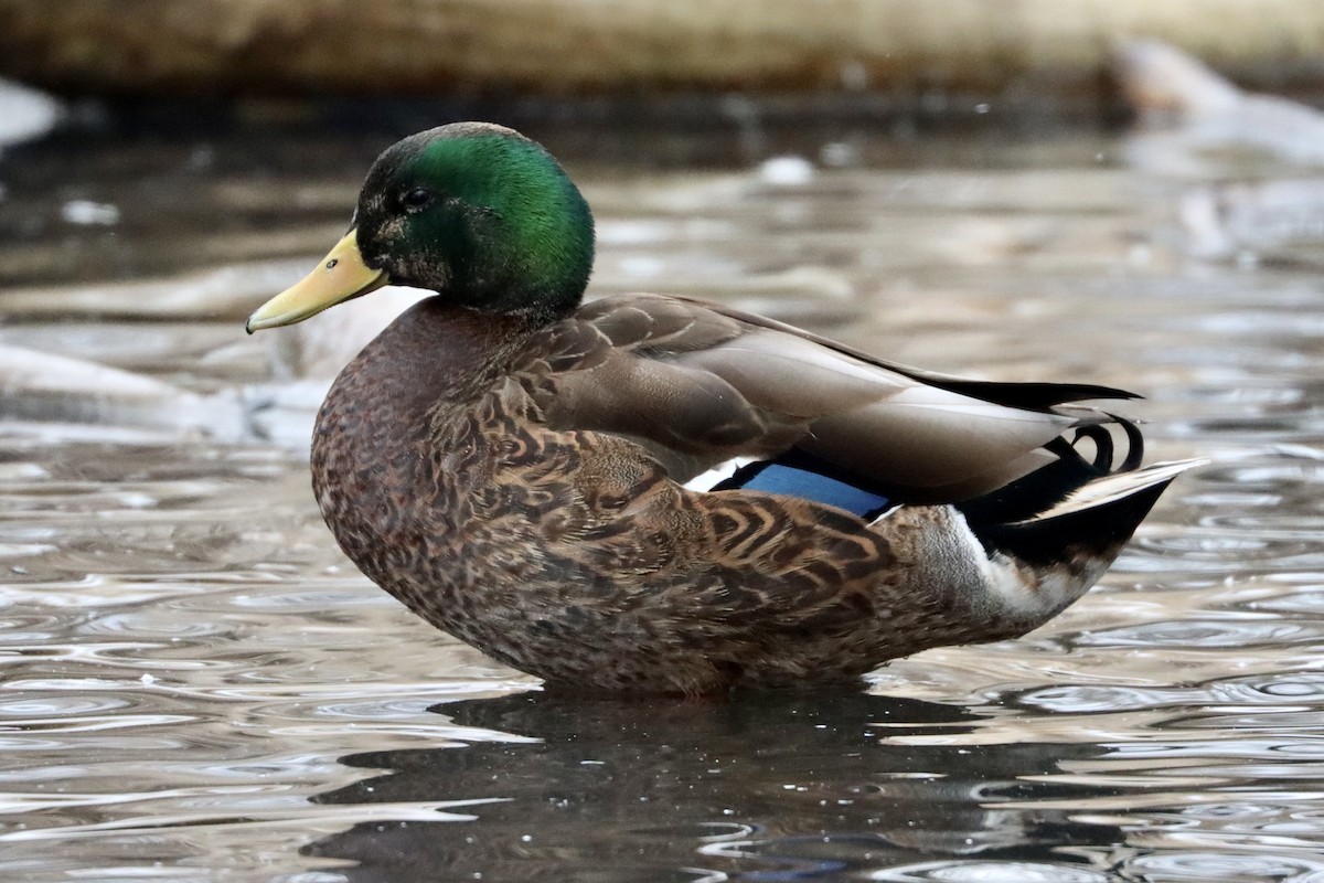 Mallard x American Black Duck (hybrid) - Marsha Duggan