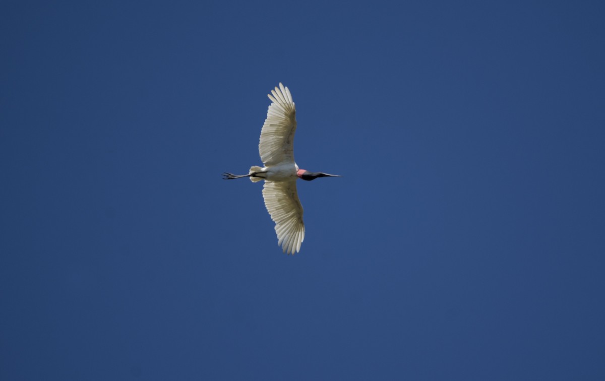 čáp jabiru - ML615009074