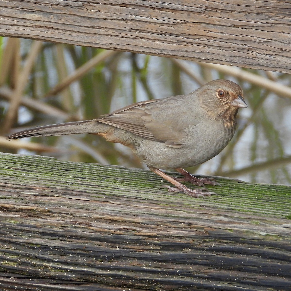 California Towhee - ML615009084